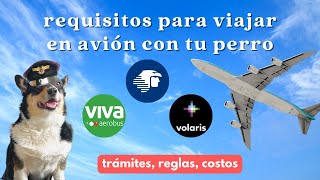 🛂 Viajar en avión con tu perro requisitos trámites y tips  Volaris Vivaaerobus Aeroméxico 2023 [upl. by Brathwaite949]