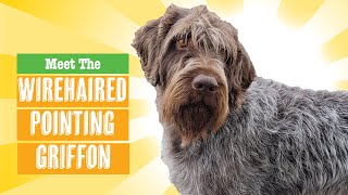 Wirehaired Pointing Griffon Dog Breed [upl. by Atalie163]