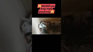 Dumarami na Ang mga pusa namin love [upl. by Roban]