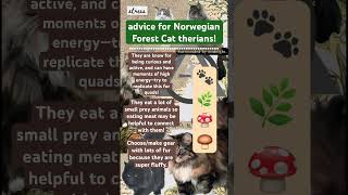 Advice for Norwegian Forest Cat therians therianthrophy therianthrope cat antizoo shorts [upl. by Roanna]