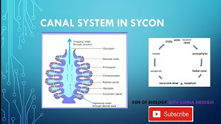 CANAL SYSTEM IN SYCON  SYCON  ZOOLOGY ASHNA SIDDIQUI  KEN OF BIOLOGY [upl. by Geraint428]