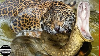 Jaguar Mata Y Desgarra El Cuerpo De La Anaconda En Dos ¿cómo Se Produce La Muerte De La Anaconda [upl. by Einafpets]