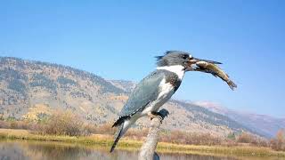 Belted Kingfisher [upl. by Layod]