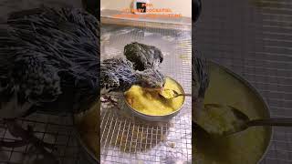 From HandFeeding to SelfFeeding My Baby Cockatiels Learn to Eat on Their Own [upl. by Boeke]