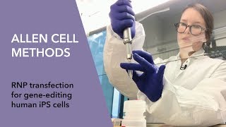 Allen Cell Methods  RNP transfection for gene editing human iPS cells [upl. by Standush569]