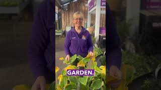 Free Plants for your Garden  Horkans Garden Centre [upl. by Aek]