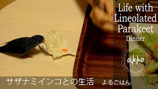 Life with Lineolated Parakeet 011 Dinner サザナミインコとの生活 よるごはん [upl. by Iny]