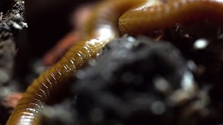 The centipede Himantarium Geophilomorpha [upl. by Chitkara]