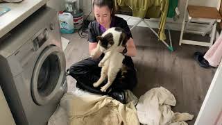 Scouse Farm CAT getting Her Nails Clipped [upl. by Hartman856]