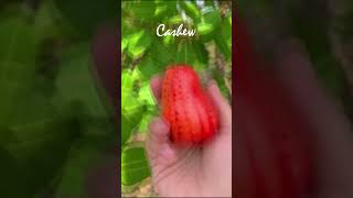 Cashew  jambu mete Anacardium occidentale fruit gardenhome nature brazil [upl. by Assirral]