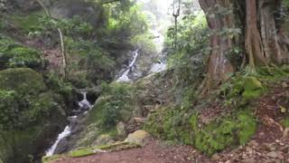 Waterfalls beside a huge tree absolutely gorgeous Nilgiris District [upl. by Nerrot]