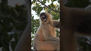 This is a Hanuman Langur Semnopithecus entellus nature youtubeshorts [upl. by Allenaj407]