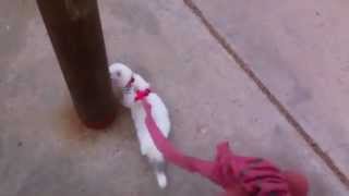 Ferret Walking on Leash at Park [upl. by Anivek]