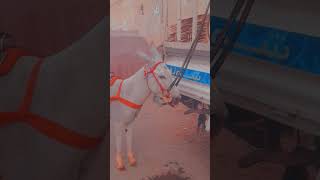 Donkeyworld donkey race karachi donkey race سرتاج 👑💫 [upl. by Nylahs]