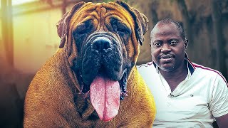 GIANT BOERBOELS Breeder Explains Why The Breed Isnt For EVERYBODY [upl. by Mide]