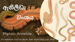 Kingdom Animalia  Phylum Annelida  ඇනිලීඩා වංශයAL biology lessons in sinhala live stream biology [upl. by Eizdnil98]