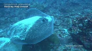 World First Wild Stingrays making sounds beneath the waves [upl. by Airet308]