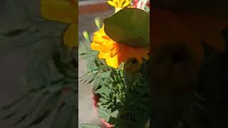 marigoldflowerplants flowers marigoldcare gardening marigold plants [upl. by Ahcsrop]