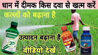 धान में लगी दीमक इस दवा से पूरी खत्म। dimak ki davachlorpyrifos insecticide uses in paddy [upl. by Eltsryk489]