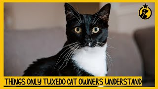 6 Things Only Tuxedo Cat Owners Understand [upl. by Carmencita]