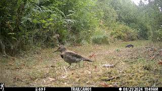 August 2024 South Low Part 2 Trailcam Highlights [upl. by Mellar37]