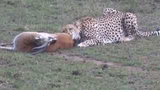 Cheetah hunting a Thompsons Gazelle in Masai Mara Game Reserve Kenya [upl. by Richardo232]