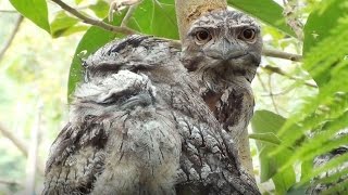 Living with Tawny Frogmouths [upl. by Nylodam411]