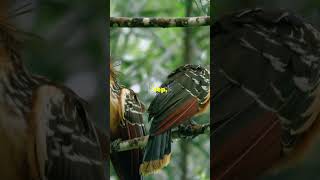 funny random facts about hoatzin Bird 🕊️😂 [upl. by Azarria]