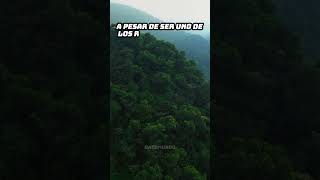 El Amazonas sin puentes 🌊 [upl. by Sabelle]