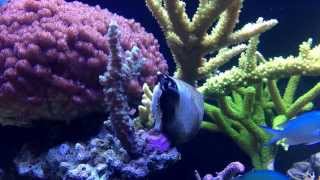 Turbo snail feeding my SPS corals [upl. by Ansley]