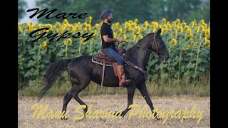 Mare Gypsy training for single foot gait at long rider s Ranch Patiala [upl. by Meagan]