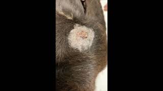 Cryosurgery on a dog  Using CryoIQ PRO cryo pen with D3 tip treating a bleading Papilloma [upl. by Leland]