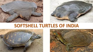 Softshell Turtles of India 🇮🇳  Turtles  Indian Reptiles [upl. by Doowrehs]