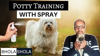 Dog Potty Training  Biggest Issue in Dogs  Puppy  Bhola Shola [upl. by Bozovich568]