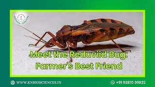 Meet the Reduviid Bug Farmers Best Friend  KN Biosciences [upl. by Econah899]