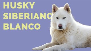 9 datos que NO SABÍAS sobre el HUSKY SIBERIANO BLANCO Lobo Siberiano Albino [upl. by Riplex]