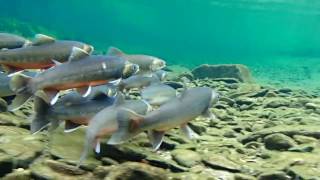 Arctic charr Llyn Padarn Snowdonia filmed Dec 2016 [upl. by Hayyim215]