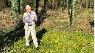 Lesser Celandine with John Feehan in spring part of the Wildflowers of Offaly series [upl. by Jena970]