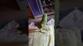 😘kon aaya h🦜trending shortsfeedgreenparrotytshortsvideotalkingparrotytshotspabloparrot [upl. by Kelcie121]