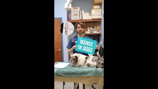 Mange in Dogs Shorts veterinarian [upl. by La962]