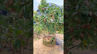 How to Grow Sapodilla plant at Home plants shorts farming [upl. by Bancroft]