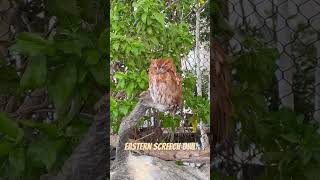 Eastern screech owl nature forest jungle [upl. by Nitsrek422]