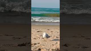 Sea Gull at Lake Michigan [upl. by Aynor]