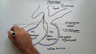 Endokrine Organe Hypothalamus Hypophyse Schilddrüse amp Co [upl. by Tannenbaum157]