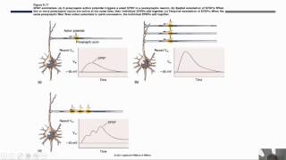 Synaptic Transmission and Neurotransmitters [upl. by Aklam232]