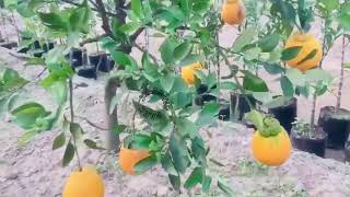 Dekopon Sumo citrus plant Sumo mandarin Seedless [upl. by Cha689]