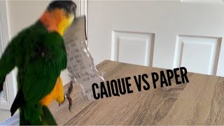 Black headed Caique Parrot versus Paper  Funny videos  Hopping Caique [upl. by Radman]