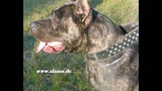 Presa Canario Espanol Perro de Alano wwwDogoCanariobiz [upl. by Arymahs]