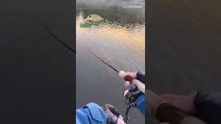 【AREA TROUT FISHING】 2024Part539 [upl. by Fadil406]