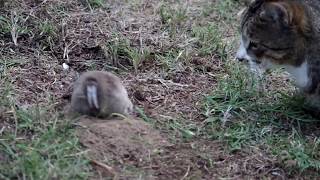 Cat vs Mole [upl. by Laleb]